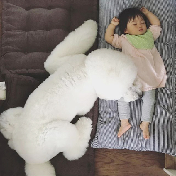 【いぬねこ うちのこ。】まめちゃん（２歳）と3匹のスタンダードプードルたち／たまねぎさん