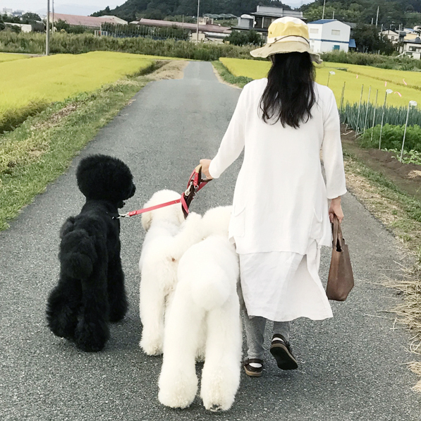 【いぬねこ うちのこ。】まめちゃん（２歳）と3匹のスタンダードプードルたち／たまねぎさん