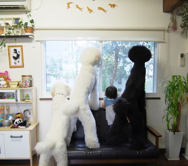 【いぬねこ うちのこ。】まめちゃん（２歳）と3匹のスタンダードプードルたち／たまねぎさん