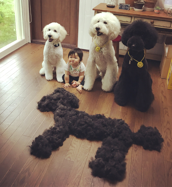 【いぬねこ うちのこ。】まめちゃん（２歳）と3匹のスタンダードプードルたち／たまねぎさん