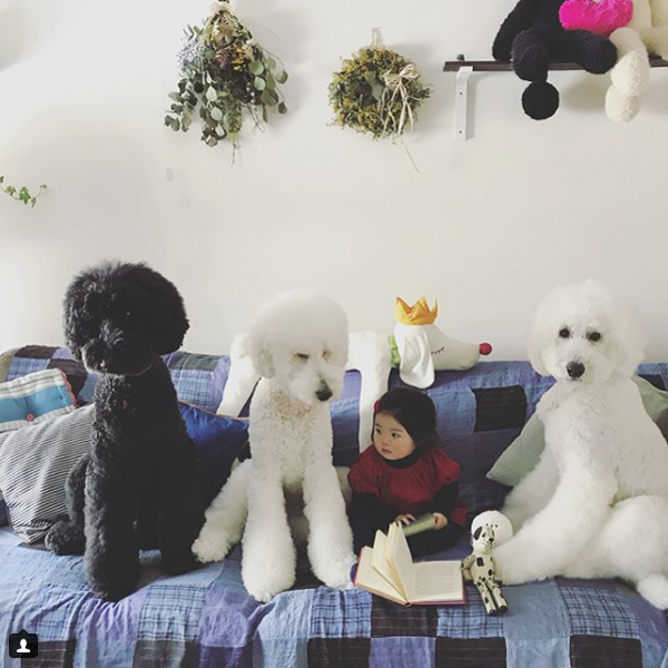 【いぬねこ うちのこ。】まめちゃん（２歳）と3匹のスタンダードプードルたち／たまねぎさん