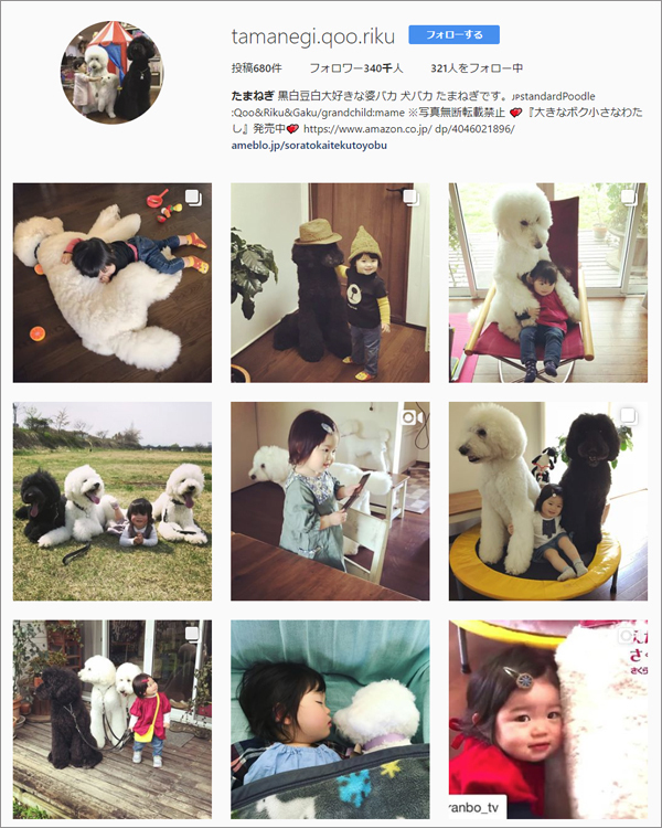 【いぬねこ うちのこ。】まめちゃん（２歳）と3匹のスタンダードプードルたち／たまねぎさん