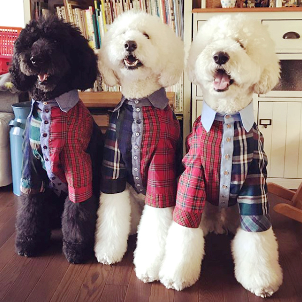 【いぬねこ うちのこ。】まめちゃん（２歳）と3匹のスタンダードプードルたち／たまねぎさん