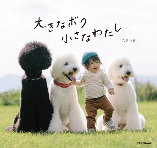 【いぬねこ うちのこ。】まめちゃん（２歳）と3匹のスタンダードプードルたち／たまねぎさん