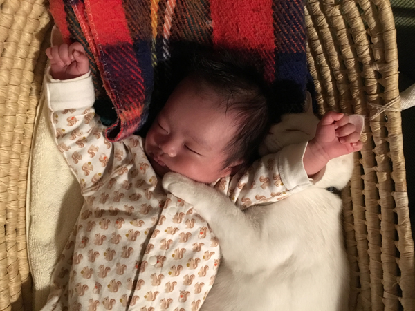 【いぬねこ うちのこ。】小春ちゃん（6歳）と素生くん（1歳）と猫の碧夫（推定4歳）／カラキカナエさん