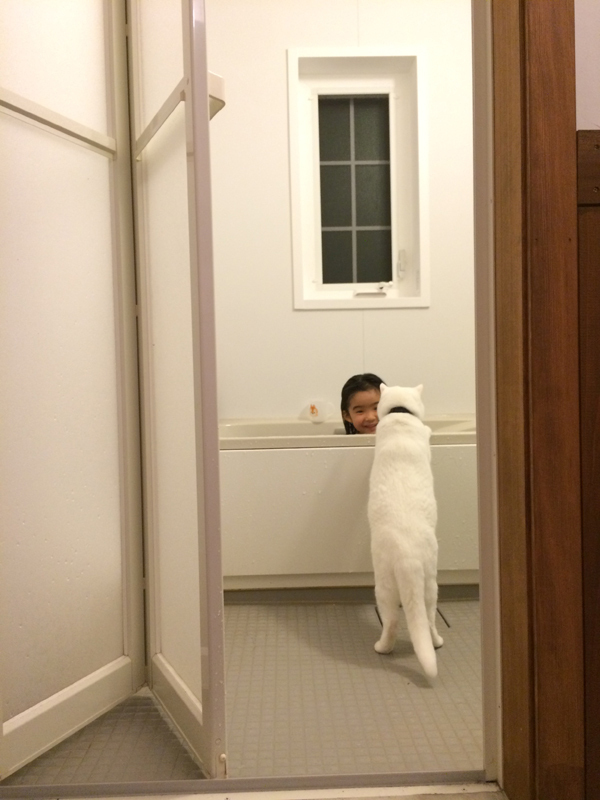 【いぬねこ うちのこ。】小春ちゃん（6歳）と素生くん（1歳）と猫の碧夫（推定4歳）／カラキカナエさん