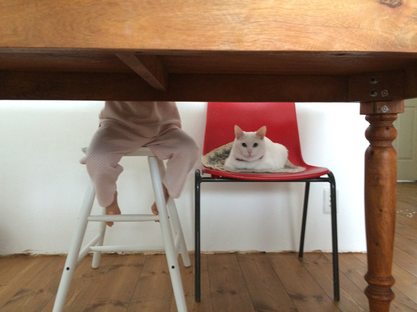 【いぬねこ うちのこ。】小春ちゃん（6歳）と素生くん（1歳）と猫の碧夫（推定4歳）／カラキカナエさん