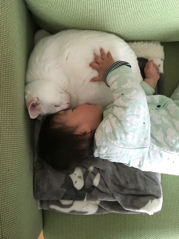 【いぬねこ うちのこ。】小春ちゃん（6歳）と素生くん（1歳）と猫の碧夫（推定4歳）／カラキカナエさん