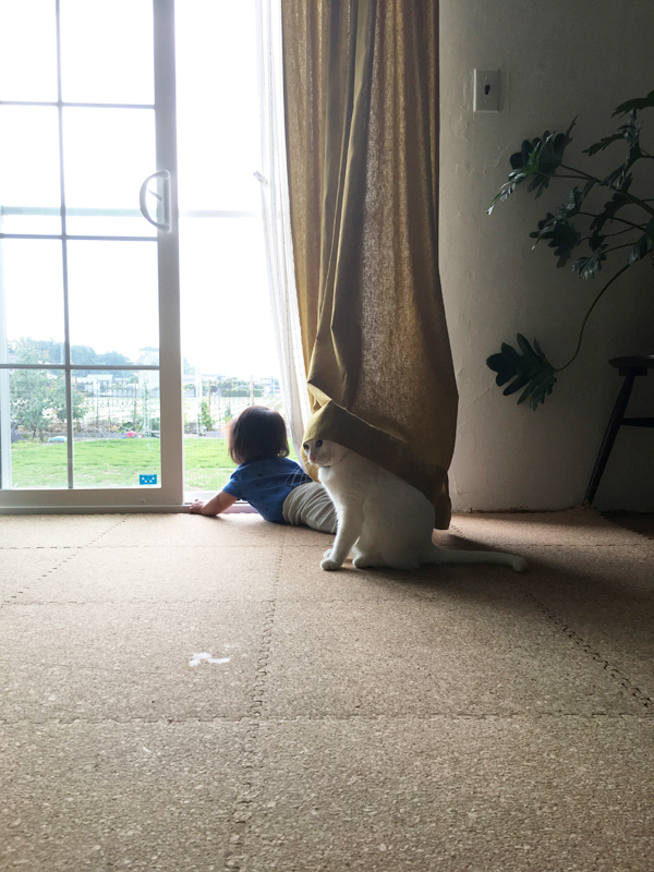 【いぬねこ うちのこ。】小春ちゃん（6歳）と素生くん（1歳）と猫の碧夫（推定4歳）／カラキカナエさん