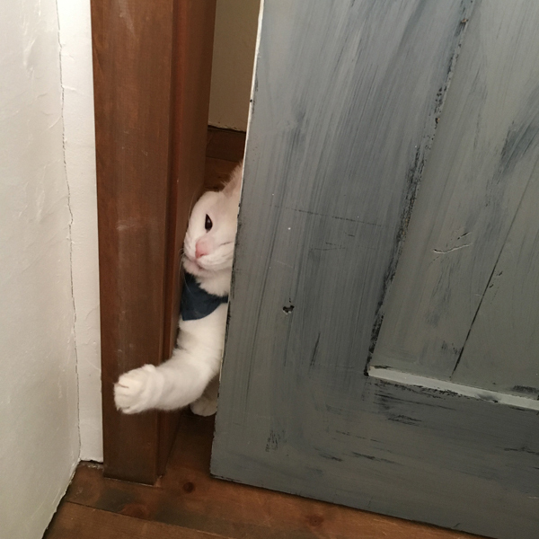 【いぬねこ うちのこ。】小春ちゃん（6歳）と素生くん（1歳）と猫の碧夫（推定4歳）／カラキカナエさん