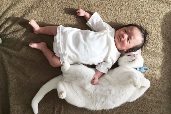 【いぬねこ うちのこ。】小春ちゃん（6歳）と素生くん（1歳）と猫の碧夫（推定4歳）／カラキカナエさん