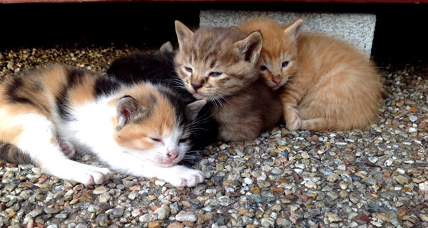 海の幸・山の幸で食育バーベキューを！  話題のBBQスポット３選