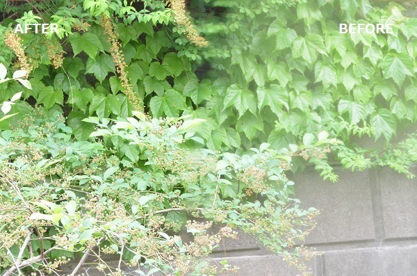 ​TOKIO松岡昌宏の家事テクはホンモノだった！『家政夫のミタゾノ』