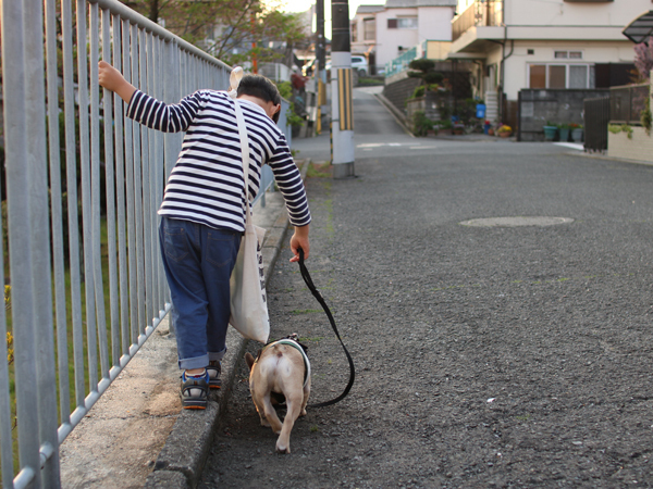【いぬねこ うちのこ。】フレンチブルドッグのいち（1歳）となかよし3姉弟／しょこさん