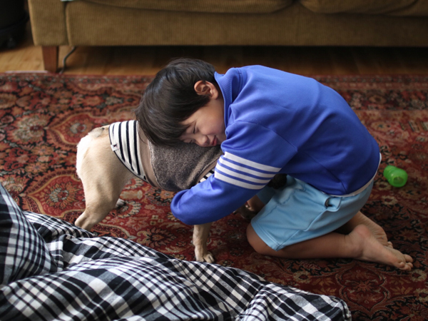 【いぬねこ うちのこ。】フレンチブルドッグのいち（1歳）となかよし3姉弟／しょこさん