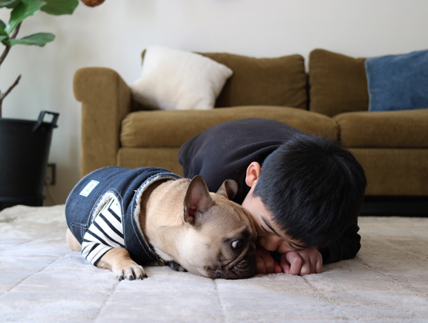 【いぬねこ うちのこ。】フレンチブルドッグのいち（1歳）となかよし3姉弟／しょこさん