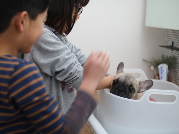 【いぬねこ うちのこ。】フレンチブルドッグのいち（1歳）となかよし3姉弟／しょこさん