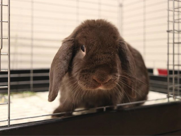 【いぬねこ うちのこ。】フレンチブルドッグのいち（1歳）となかよし3姉弟／しょこさん