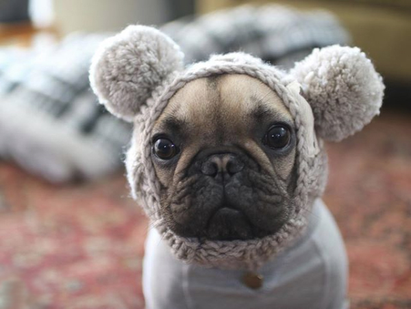 【いぬねこ うちのこ。】フレンチブルドッグのいち（1歳）となかよし3姉弟／しょこさん