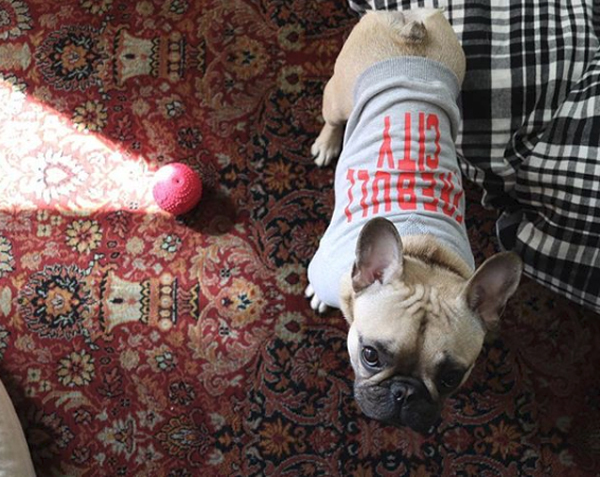 【いぬねこ うちのこ。】フレンチブルドッグのいち（1歳）となかよし3姉弟／しょこさん