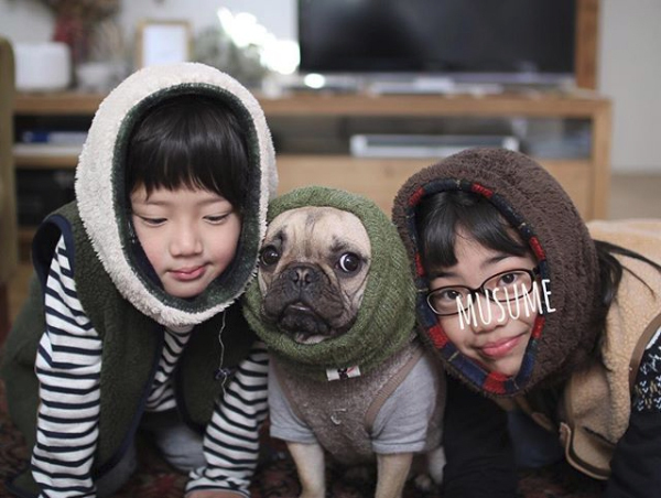 【いぬねこ うちのこ。】フレンチブルドッグのいち（1歳）となかよし3姉弟／しょこさん