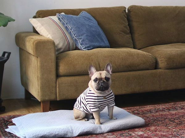 【いぬねこ うちのこ。】フレンチブルドッグのいち（1歳）となかよし3姉弟／しょこさん