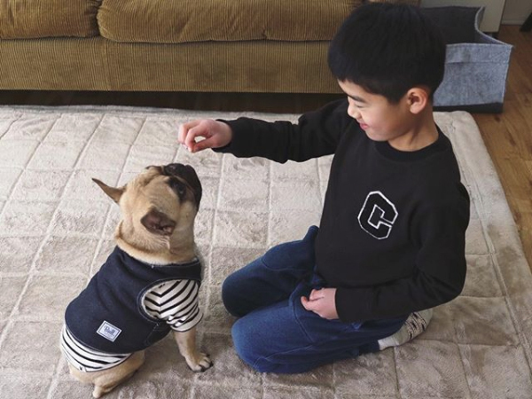 【いぬねこ うちのこ。】フレンチブルドッグのいち（1歳）となかよし3姉弟／しょこさん