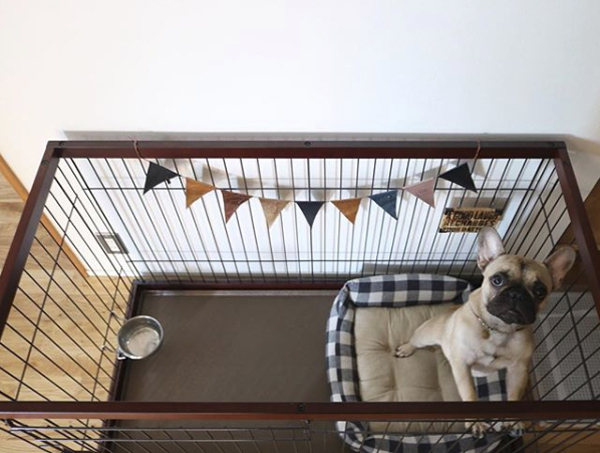 【いぬねこ うちのこ。】フレンチブルドッグのいち（1歳）となかよし3姉弟／しょこさん