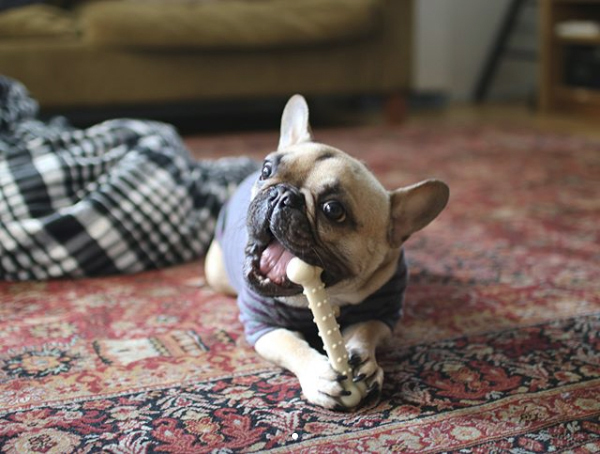 【いぬねこ うちのこ。】フレンチブルドッグのいち（1歳）となかよし3姉弟／しょこさん