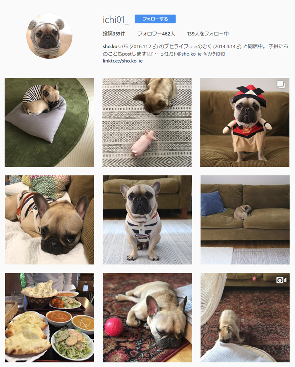 【いぬねこ うちのこ。】フレンチブルドッグのいち（1歳）となかよし3姉弟／しょこさん