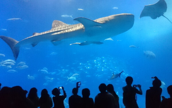 「夏休みはどこへ行く？」ラクチン赤ちゃん連れリゾートは「今から予約」の理由