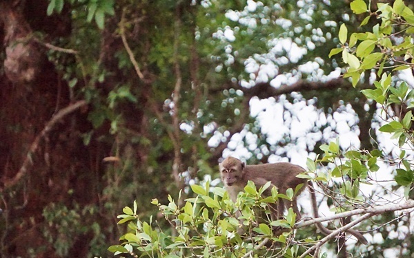 子連れ海外旅行におすすめ！ 穴場リゾートならマレーシア・コタキナバル