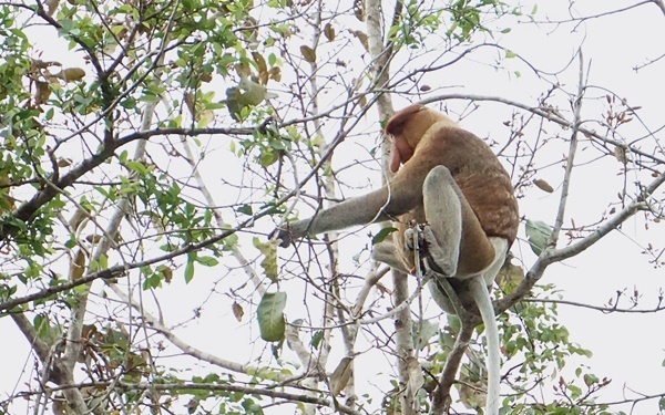 親子で一生の思い出づくり！ マレーシア・コタキナバルでビーチ＆ジャングル体験