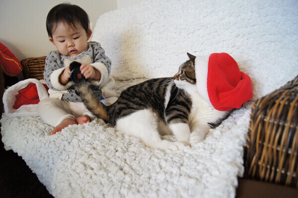 【いぬねこ うちのこ。】ちびマメちゃん（6歳） と猫のマメとゴマ／korokoronyaさん