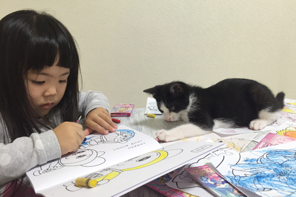 【いぬねこ うちのこ。】ちびマメちゃん（6歳） と猫のマメとゴマ／korokoronyaさん