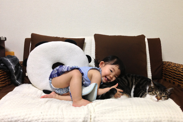 【いぬねこ うちのこ。】ちびマメちゃん（6歳） と猫のマメとゴマ／korokoronyaさん