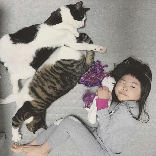 【いぬねこ うちのこ。】ちびマメちゃん（6歳） と猫のマメとゴマ／korokoronyaさん