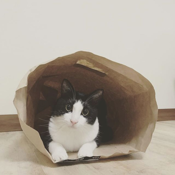 【いぬねこ うちのこ。】ちびマメちゃん（6歳） と猫のマメとゴマ／korokoronyaさん