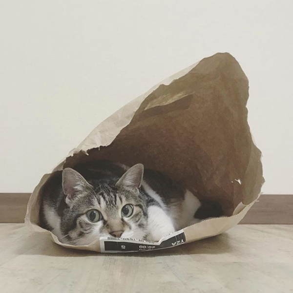 【いぬねこ うちのこ。】ちびマメちゃん（6歳） と猫のマメとゴマ／korokoronyaさん