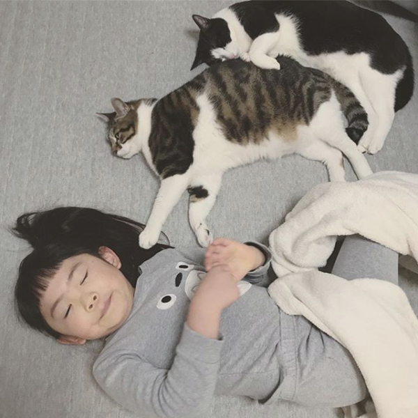【いぬねこ うちのこ。】ちびマメちゃん（6歳） と猫のマメとゴマ／korokoronyaさん
