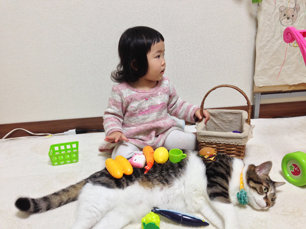 【いぬねこ うちのこ。】ちびマメちゃん（6歳） と猫のマメとゴマ／korokoronyaさん