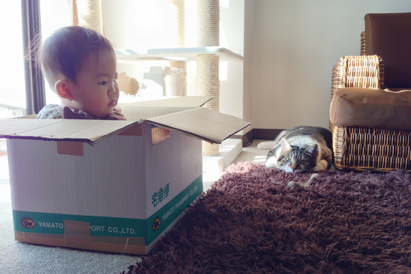 【いぬねこ うちのこ。】ちびマメちゃん（6歳） と猫のマメとゴマ／korokoronyaさん