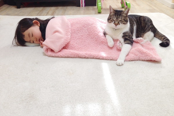 【いぬねこ うちのこ。】ちびマメちゃん（6歳） と猫のマメとゴマ／korokoronyaさん