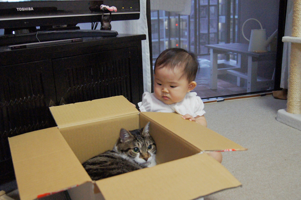 【いぬねこ うちのこ。】ちびマメちゃん（6歳） と猫のマメとゴマ／korokoronyaさん