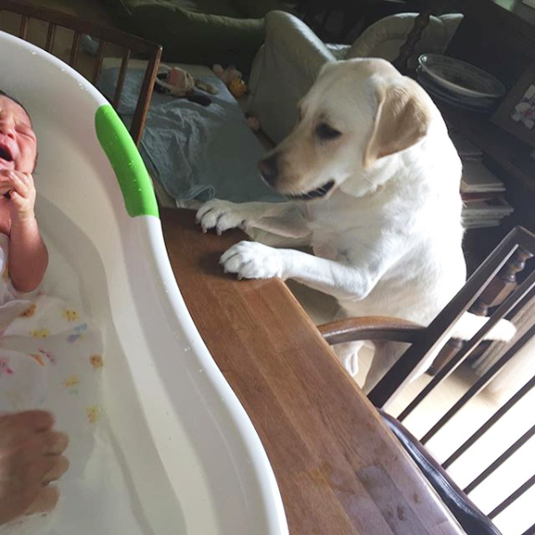 【いぬねこ うちのこ。】一葉くん（1歳）とラブラドールのバウ／りーこさんち