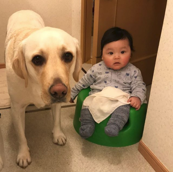 【いぬねこ うちのこ。】一葉くん（1歳）とラブラドールのバウ／りーこさんち