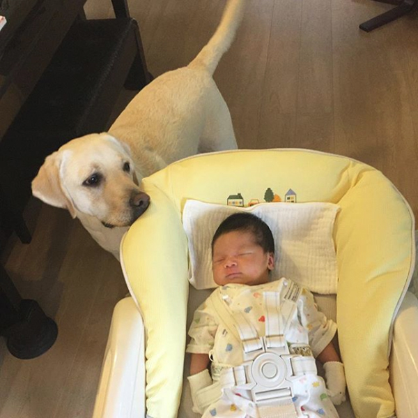 【いぬねこ うちのこ。】一葉くん（1歳）とラブラドールのバウ／りーこさんち