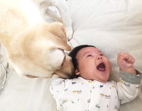 【いぬねこ うちのこ。】一葉くん（1歳）とラブラドールのバウ／りーこさんち