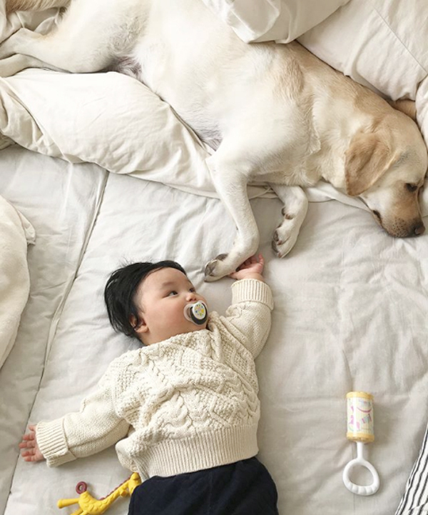 【いぬねこ うちのこ。】一葉くん（1歳）とラブラドールのバウ／りーこさんち