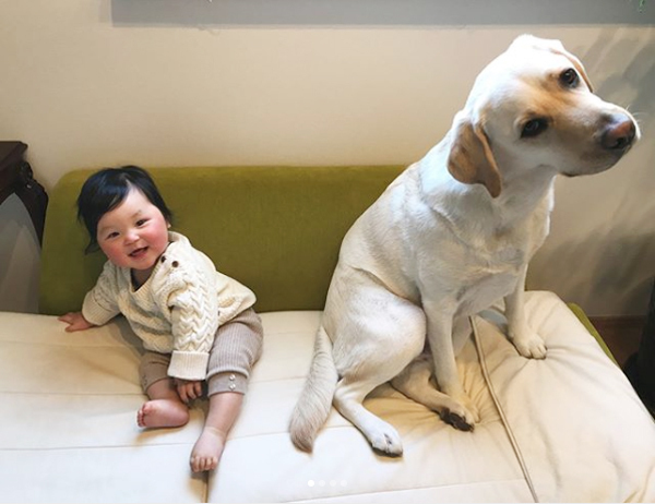 【いぬねこ うちのこ。】一葉くん（1歳）とラブラドールのバウ／りーこさんち